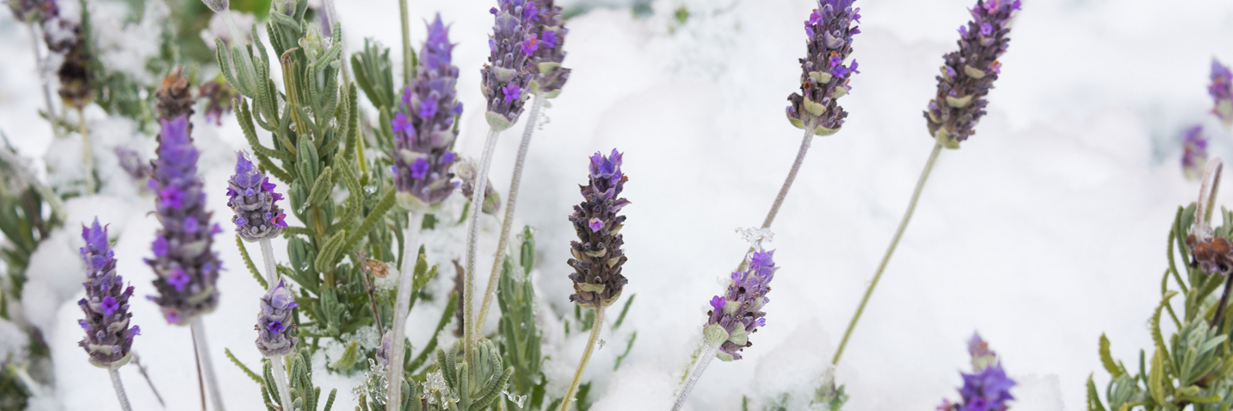 In the serene image, a picturesque landscape reveals the delicate beauty of lavender flowers juxtaposed against a pure and glistening bed of fresh snow. The photo captures the essence of a tranquil winter morning, with nature's artistry on full display. In the foreground, slender lavender stems, with their characteristic gray-green leaves, gracefully emerge from the frozen ground. These hardy perennials, usually associated with warm, sunny landscapes, now stand as an emblem of resilience in the face of winter's chill. The lavender blooms, typically a soothing shade of purple, offer a striking contrast to the pristine whiteness of the snow. Each cluster of flowers appears as a tiny, frozen bouquet, delicate and exquisite in its frozen state. The individual petals, now tinged with frost, exhibit a fragile, crystalline quality, their edges resembling the finest lacework. The lavender flowers rise gently from the snow like a scene from a fairytale, invoking a sense of calm and wonder. The tranquil scene captures the essence of nature's ability to find moments of beauty even in the harshest of seasons. This photo encapsulates the serene, magical aura of winter and the charm of lavender in a snow-covered landscape.